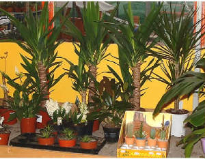 house-plants-room02.jpg.jpg